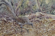 Foraging